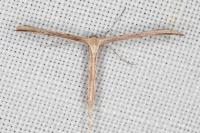 Emmelina monodactyla