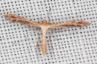 Oxyptilus
