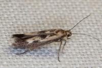 Scythris limbella