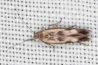 Scythris limbella