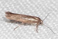 Scythris