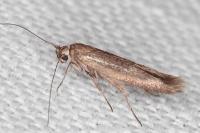 Scythris