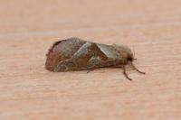 Triodia sylvina