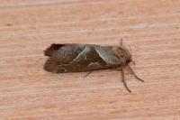 Triodia sylvina