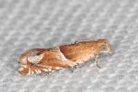 Ancylis comptana