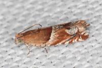 Ancylis comptana