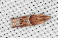 Ancylis comptana