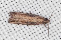 Bactra venosana