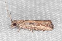 Bactra venosana