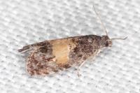 Endothenia nigricostana