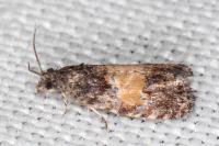 Endothenia nigricostana