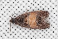 Endothenia nigricostana
