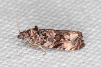 Endothenia