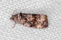 Endothenia