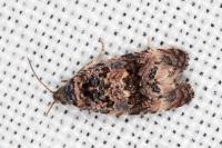 Endothenia