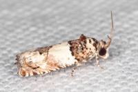 Epinotia thapsiana
