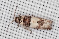 Epinotia thapsiana