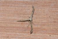 Emmelina monodactyla