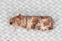 Lobesia botrana