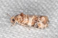 Lobesia botrana