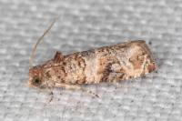 Lobesia botrana