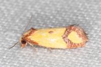 Agapeta zoegana