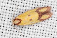 Agapeta zoegana