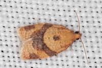 Clepsis consimilana