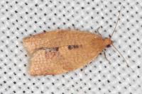Clepsis consimilana