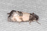 Propiromorpha rhodophana