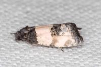 Propiromorpha rhodophana