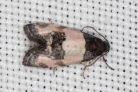 Propiromorpha rhodophana