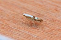 Argyresthia pruniella