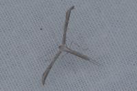 Emmelina monodactyla