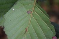 Bucculatrix cidarella