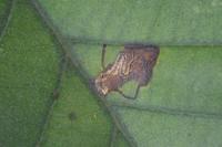 Bucculatrix cidarella