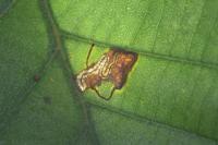 Bucculatrix cidarella
