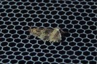 Celypha lacunana