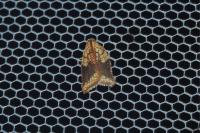 Acleris rhombana