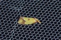 Agapeta zoegana