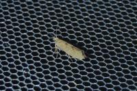 Ypsolopha alpella