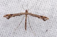 Amblyptilia acanthadactyla