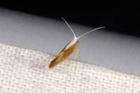 Argyresthia albistria