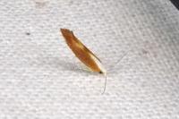 Argyresthia albistria