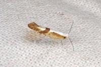 Argyresthia pruniella