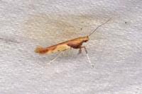 Caloptilia fribergensis
