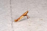 Caloptilia fribergensis