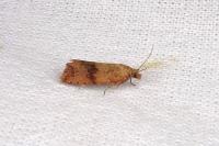 Celypha striana