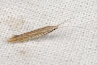 Coleophora