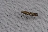 Gracillaria syringella